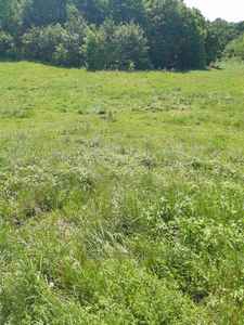 Buy a lot of land, for building, Obroshinoe, Pustomitivskiy district, id 4673117