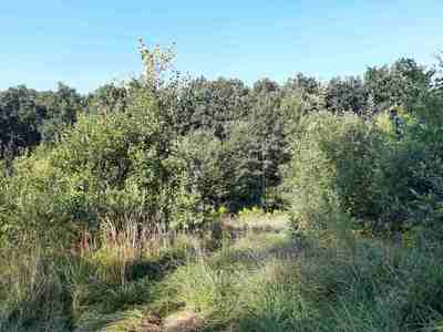 Buy a lot of land, ліс, Obroshinoe, Pustomitivskiy district, id 4883466