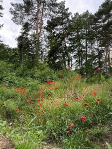 Buy a lot of land, Chornovola-V-prosp, Lviv, Shevchenkivskiy district, id 4790698