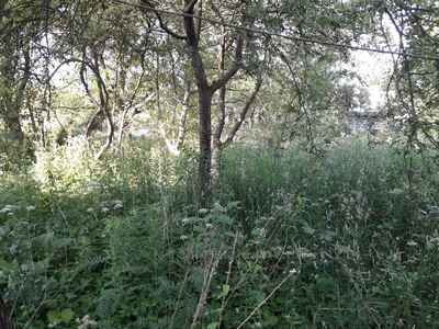 Buy a lot of land, gardening, Solonka, Pustomitivskiy district, id 4673191