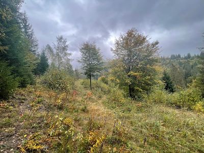 Buy a lot of land, agricultural, Slavsko, Skolivskiy district, id 5076797