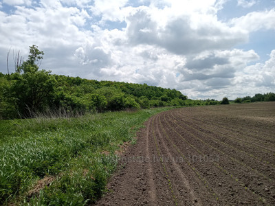 Купить участок, С/рада Речечанська, Речичани, Городоцкий район, id 4814714